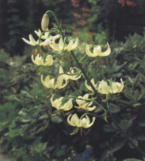 Lilium martagon